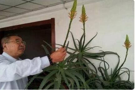 甲醛最怕的三个土方法白醋，甲醛最怕什么（专门针对装修完新房的家庭）