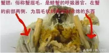 大闸蟹哪里不能吃，大闸蟹身上有哪些地方不能吃（关于大闸蟹）