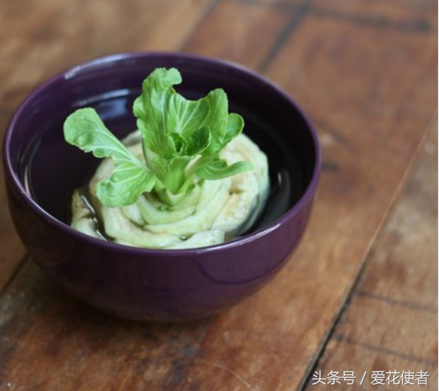 小葱头水培方法，家里废弃的蔬菜头也能水培
