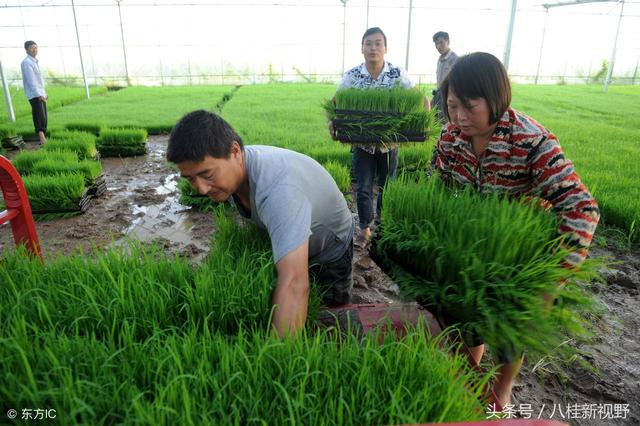 涨能组什么四字成语，涨可以组什么四字成语（成语故事：揠苗助长）
