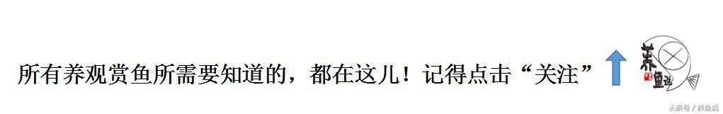 超萌花茶壶玛丽鱼图片合集，可爱爆棚的观赏鱼视觉盛宴，养鱼爱好者必收藏！