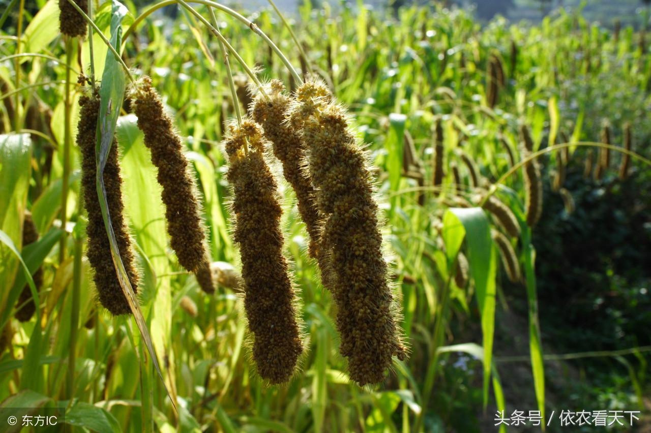 菽是指哪类农作物？菽是“豆类”总称