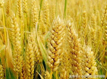 稻上场的场拼音怎么写，稻上场的场的拼音怎么写（一起说说孩子们不知道的那些农村事）