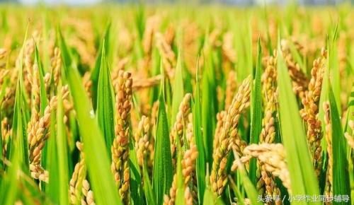 稻上场的场拼音怎么写，稻上场的场的拼音怎么写（一起说说孩子们不知道的那些农村事）