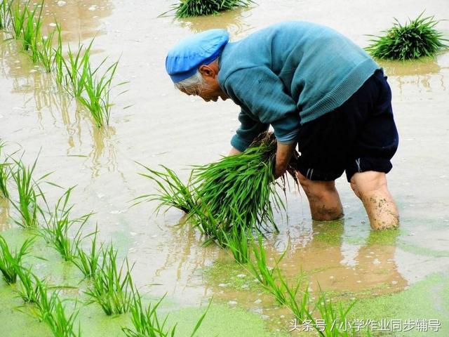 稻上场的场拼音怎么写，稻上场的场的拼音怎么写（一起说说孩子们不知道的那些农村事）