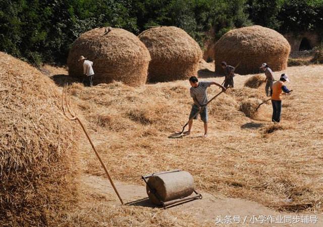 稻上场的场拼音怎么写，稻上场的场的拼音怎么写（一起说说孩子们不知道的那些农村事）