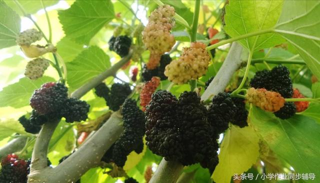 稻上场的场拼音怎么写，稻上场的场的拼音怎么写（一起说说孩子们不知道的那些农村事）