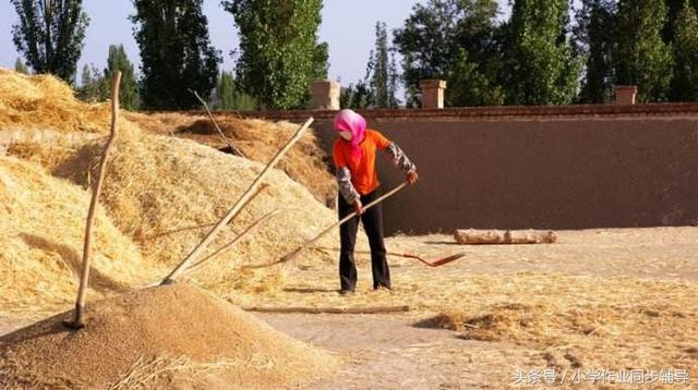 稻上场的场拼音怎么写，稻上场的场的拼音怎么写（一起说说孩子们不知道的那些农村事）