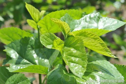 稻上场的场拼音怎么写，稻上场的场的拼音怎么写（一起说说孩子们不知道的那些农村事）