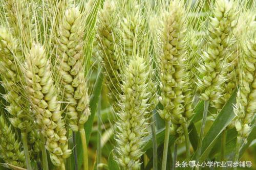 稻上场的场拼音怎么写，稻上场的场的拼音怎么写（一起说说孩子们不知道的那些农村事）