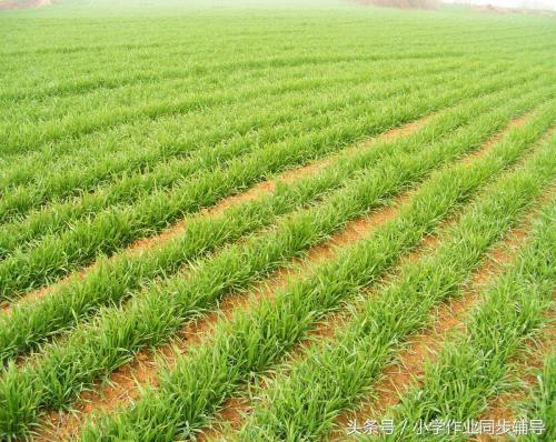 稻上场的场拼音怎么写，稻上场的场的拼音怎么写（一起说说孩子们不知道的那些农村事）