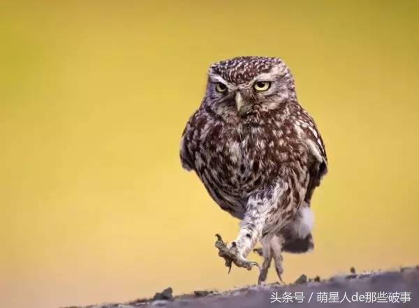 猫头鹰的寓意及象征是什么，猫头鹰的寓意与象征（却都证明了“傻到深处自然萌”）