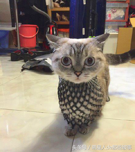 猫头鹰的寓意及象征是什么，猫头鹰的寓意与象征（却都证明了“傻到深处自然萌”）