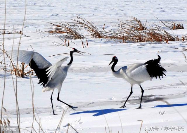 什么头什么尾成语，什么头什么尾（大语文学习：字成语）