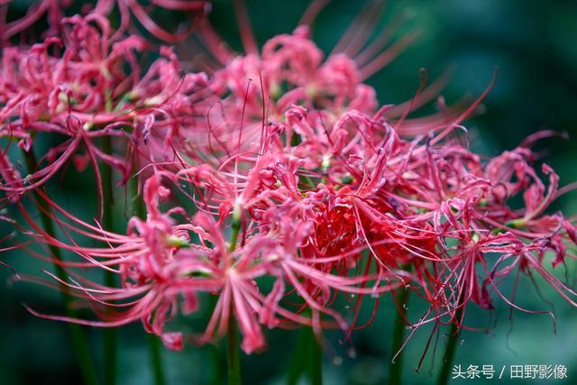 我不小心把血滴進了彼岸花,代表黑暗和絕望的花是什麼花(西安一寺廟內