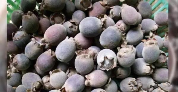 捻子酒的做法大全，捻子酒的做法大全图解（酿酒机器-捻子酒2种家庭自制酿酒方法）