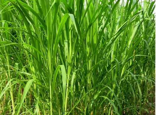 竹子是草还是树，竹子是草还是树教案（而且是世界上生长速度最快且最高大的草）