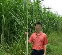 竹子是草还是树，竹子是草还是树教案（而且是世界上生长速度最快且最高大的草）