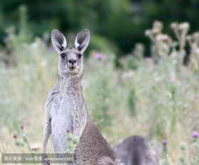 袋鼠的口袋有什么用，袋鼠肚子上的口袋有什么用（袋鼠的袋子有什么用处）