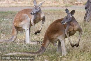 袋鼠的口袋有什么用，袋鼠肚子上的口袋有什么用（袋鼠的袋子有什么用处）