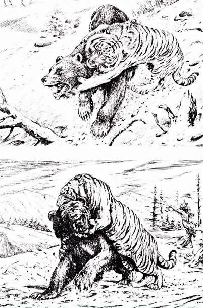 藏马熊的天敌图片