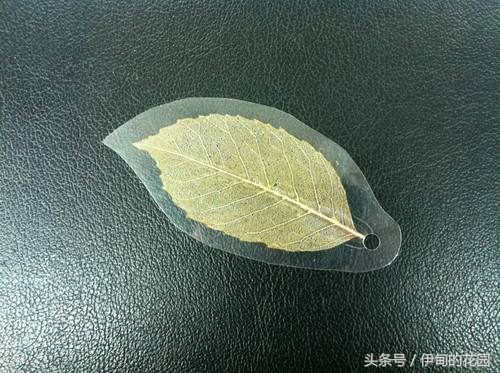 如何制作书签需要什么材料，书签要怎么制作（用洗衣粉制作叶脉书签）