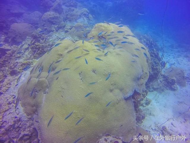 潜泳怎么潜下去，怎么潜到水下游泳（“潜水”入门级攻略）