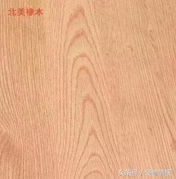 橡木相关知识，记得收藏这篇文章备用