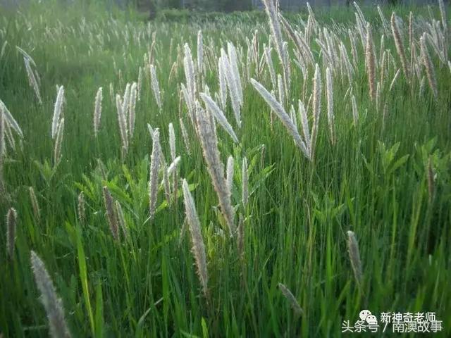 苦竹有什么药用功效，苦竹功效与副作用（良方：潮汕民间百味草药）