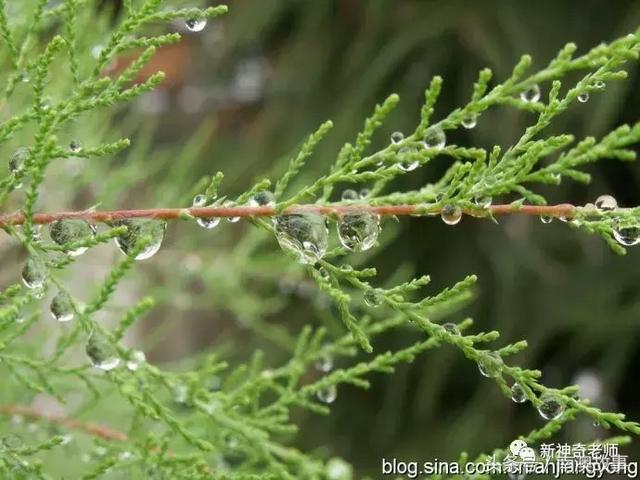 苦竹有什么药用功效，苦竹功效与副作用（良方：潮汕民间百味草药）