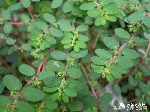 苦竹有什么药用功效，苦竹功效与副作用（良方：潮汕民间百味草药）