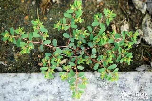 苦竹有什么药用功效，苦竹功效与副作用（良方：潮汕民间百味草药）