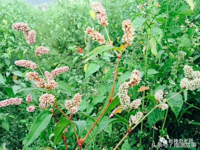 苦竹有什么药用功效，苦竹功效与副作用（良方：潮汕民间百味草药）