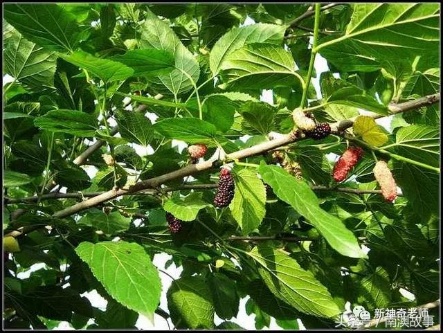 苦竹有什么药用功效，苦竹功效与副作用（良方：潮汕民间百味草药）