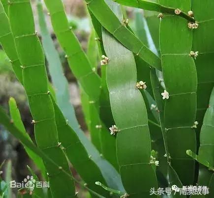 苦竹有什么药用功效，苦竹功效与副作用（良方：潮汕民间百味草药）