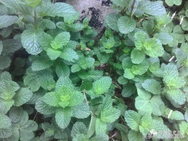 苦竹有什么药用功效，苦竹功效与副作用（良方：潮汕民间百味草药）