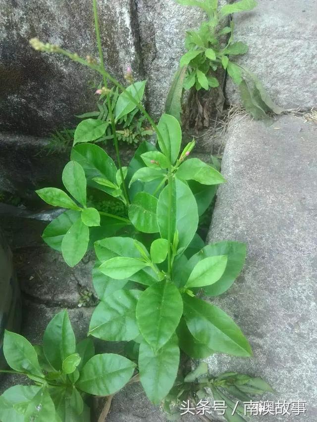 苦竹有什么药用功效，苦竹功效与副作用（良方：潮汕民间百味草药）