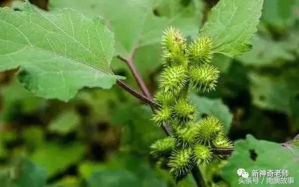 苦竹有什么药用功效，苦竹功效与副作用（良方：潮汕民间百味草药）