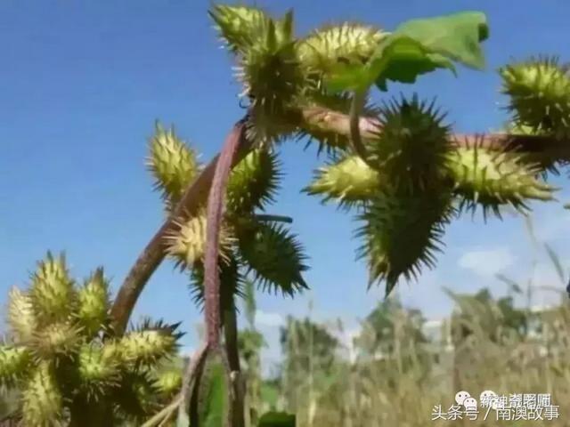 苦竹有什么药用功效，苦竹功效与副作用（良方：潮汕民间百味草药）