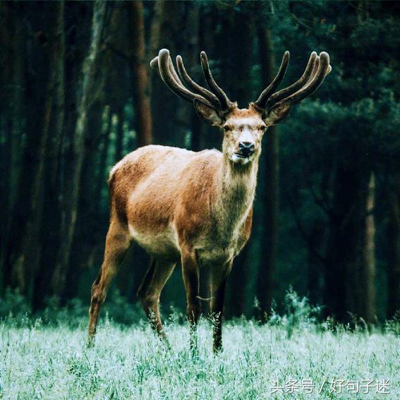 成长语录，成长语录正能量（关于人生成长感悟的句子）