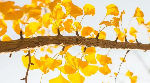 带秋字的四字成语，含有带秋字的成语（一波与“秋”相关的成语）