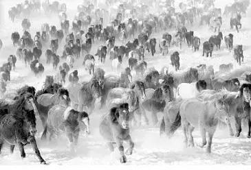 千里马是什么意思，千里马的意思（每日一字：马）