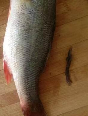 圖片[4]-【清蒸鱸魚】做法步驟圖 肥美鮮嫩 小孩都搶著吃-起舞食譜網