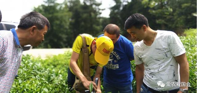 蓟马与茶黄螨危害区分及防治方法，茶黄蓟马图片（茶黄蓟马的空间分布格局）