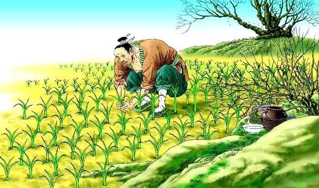 拨苗助长寓意，拔苗助长的寓意是什么启示是什么（《我是成语宝宝》第十一集“拔苗助长”）