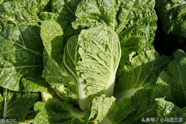白菜如何种植，秋季大白菜的种植方法（种白菜的五个步骤）