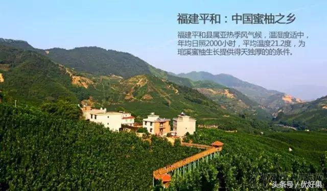 黄心柚子有什么功效，又到家乡蜜柚成熟时