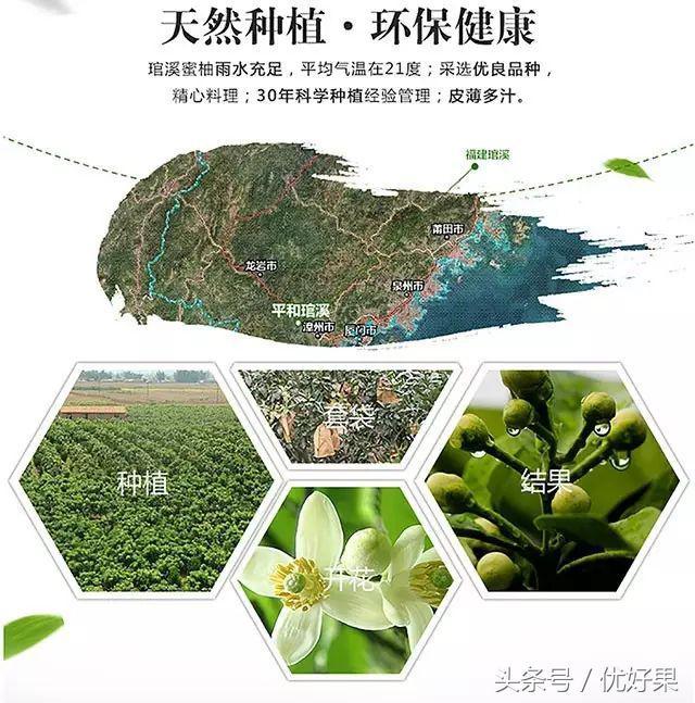 黄心柚子有什么功效，又到家乡蜜柚成熟时