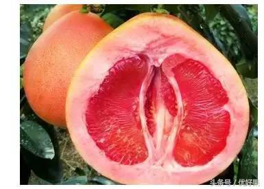 黄心柚子有什么功效，又到家乡蜜柚成熟时