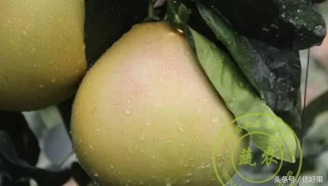 黄心柚子有什么功效，又到家乡蜜柚成熟时